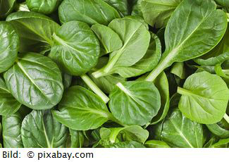 spinach 1501218